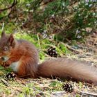 Red Squirel