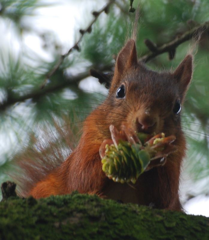 Red Squirral