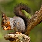 Red Squirrel