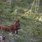 Red squirrel