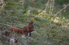 Red squirrel