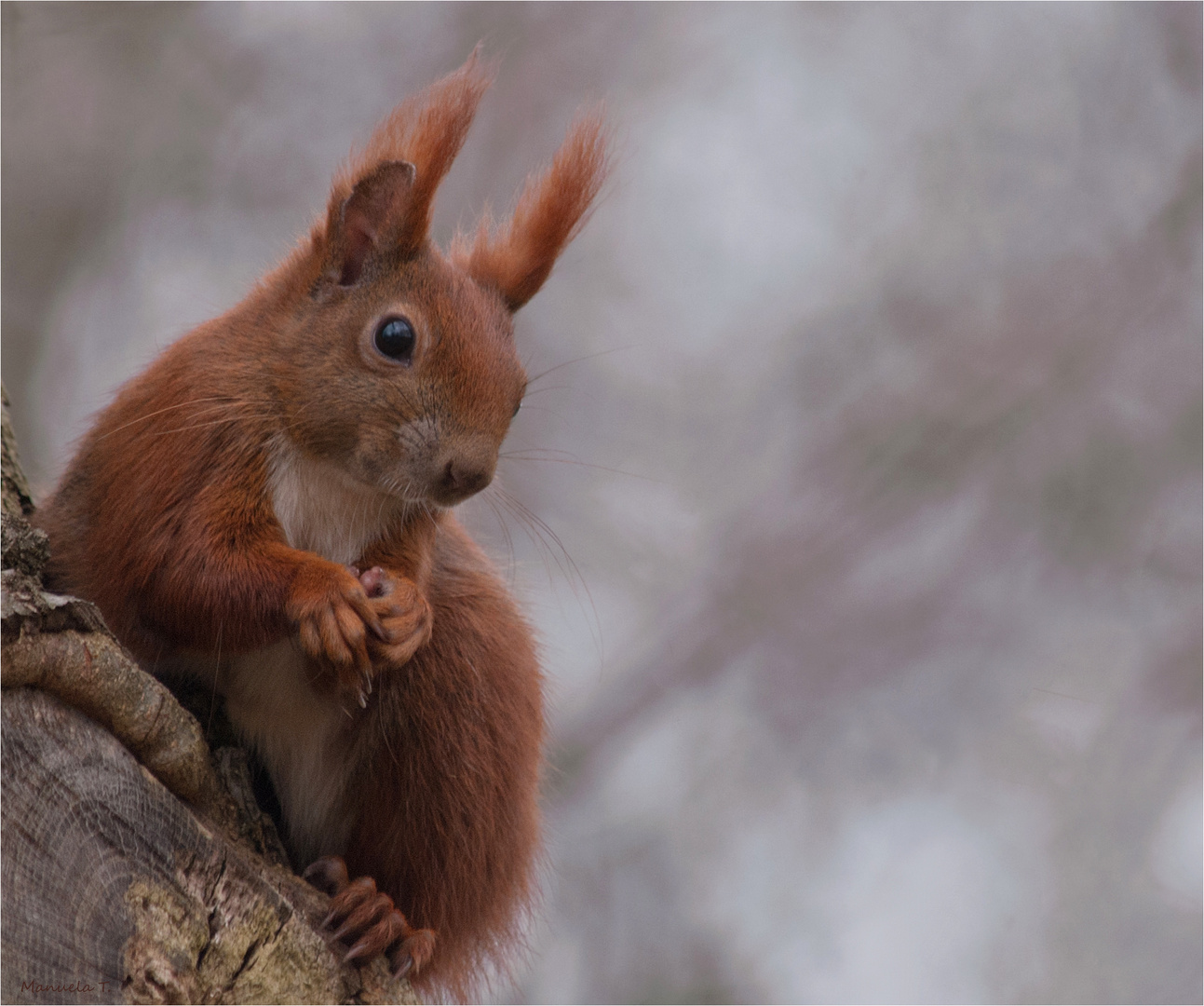 Red squirrel