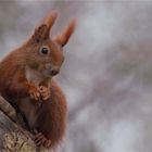 Red squirrel