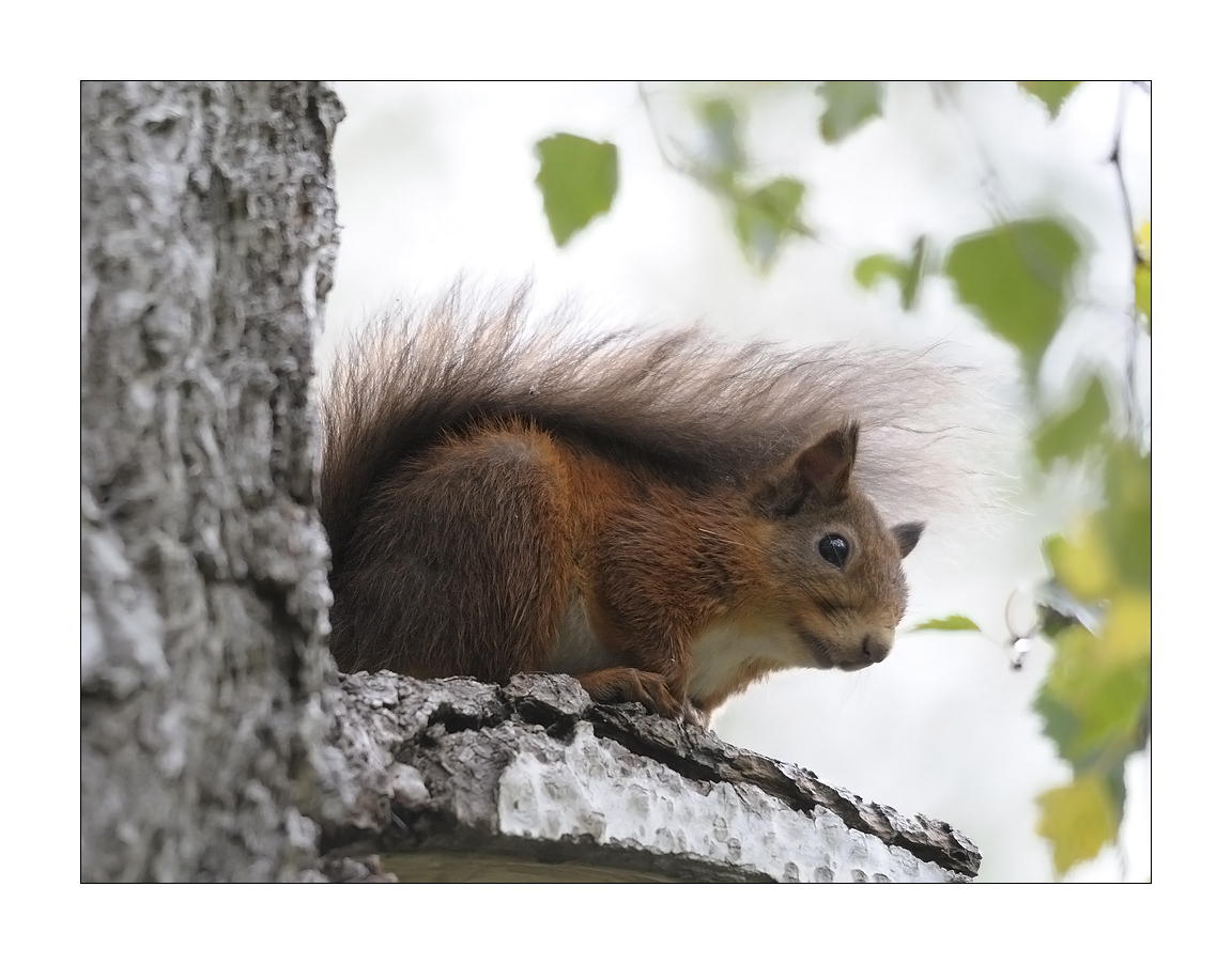 Red Squirrel #1
