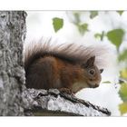 Red Squirrel #1