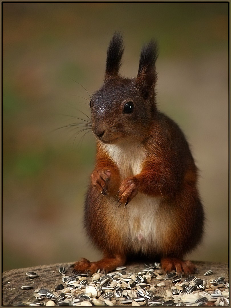 Red Squirrel