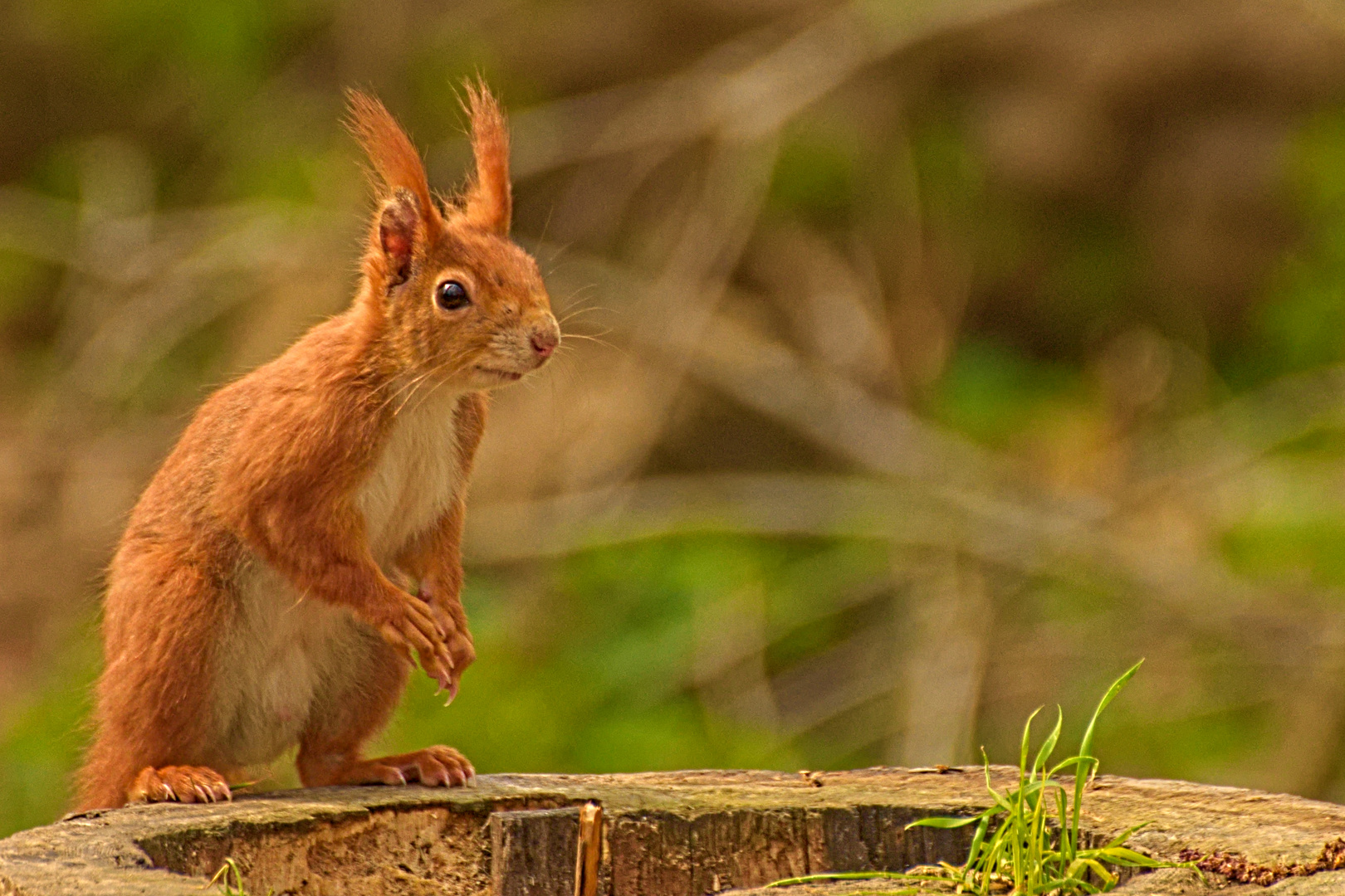 Red squirrel