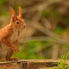 Red squirrel