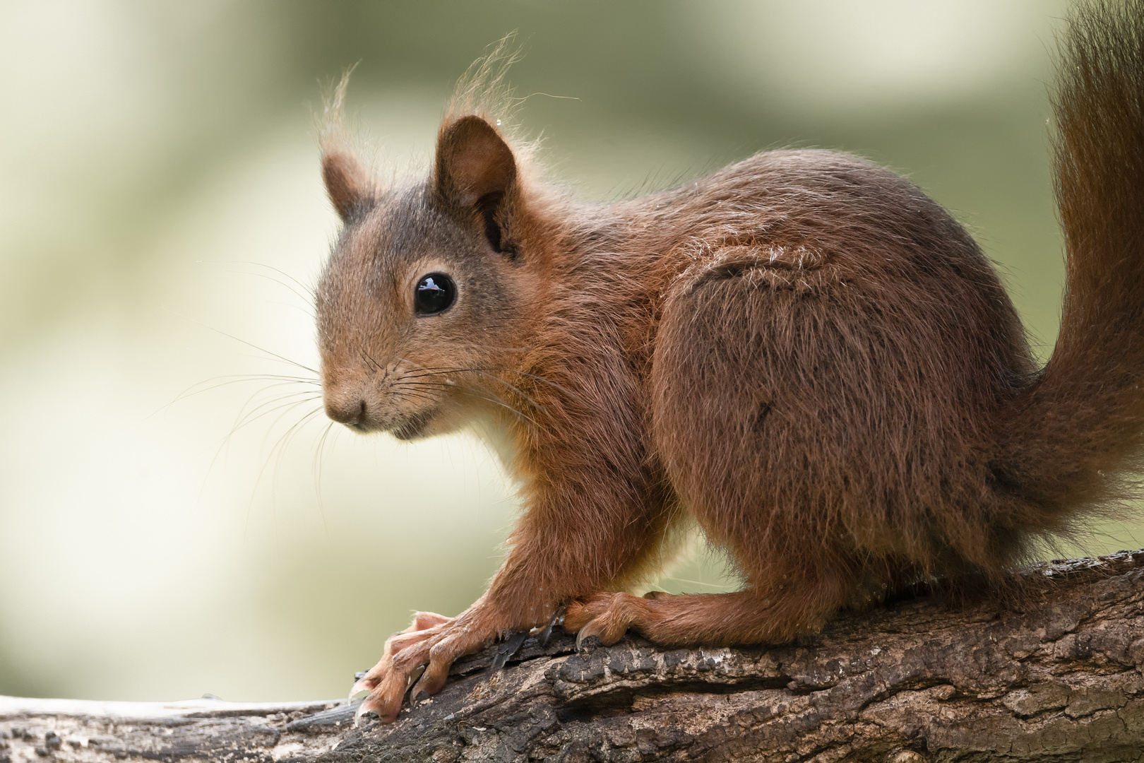 red squirrel