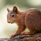 red squirrel