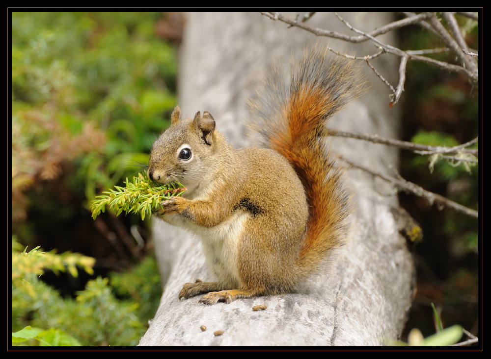 Red Squirrel