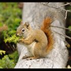 Red Squirrel