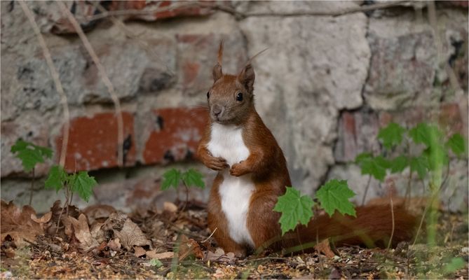 Red squirrel