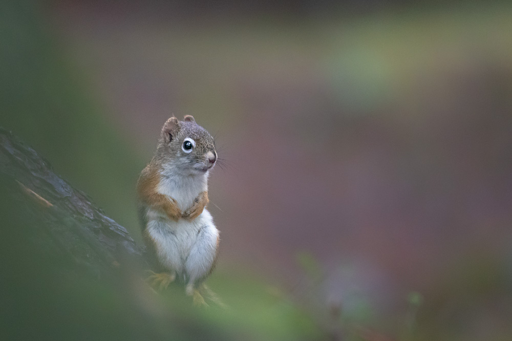 Red Squirrel