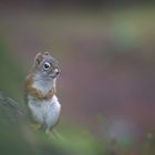 Red Squirrel