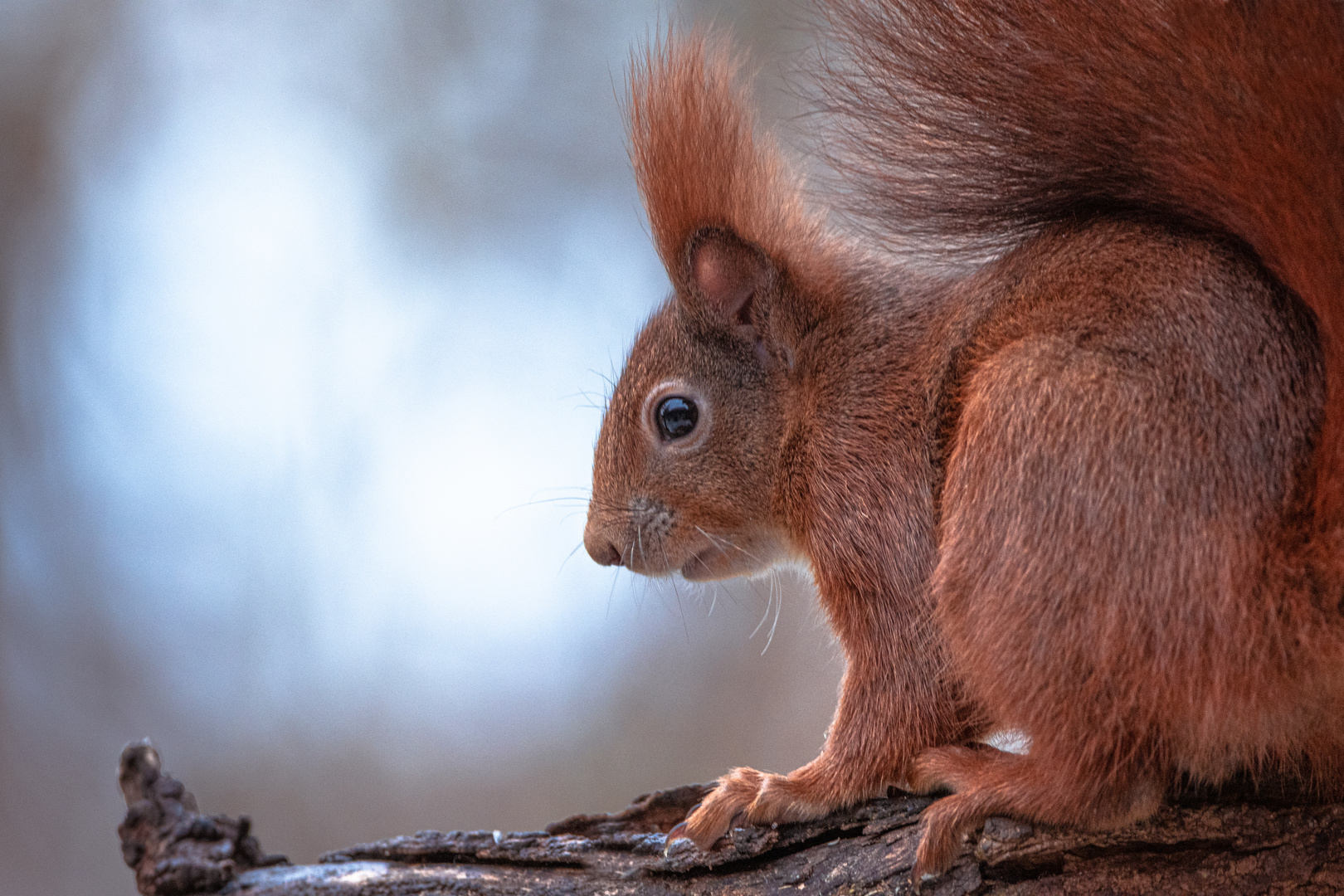 red squirrel