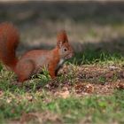 Red squirrel