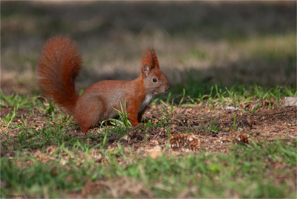 Red squirrel