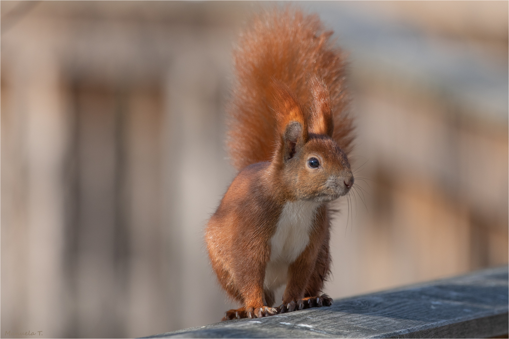 Red squirrel