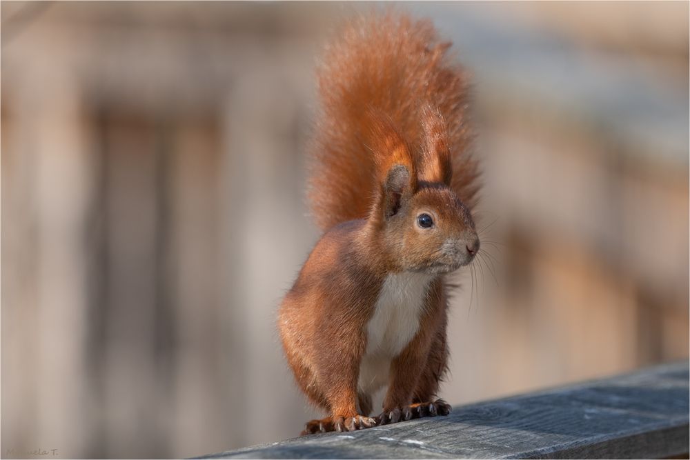 Red squirrel