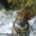 Red Squirrel