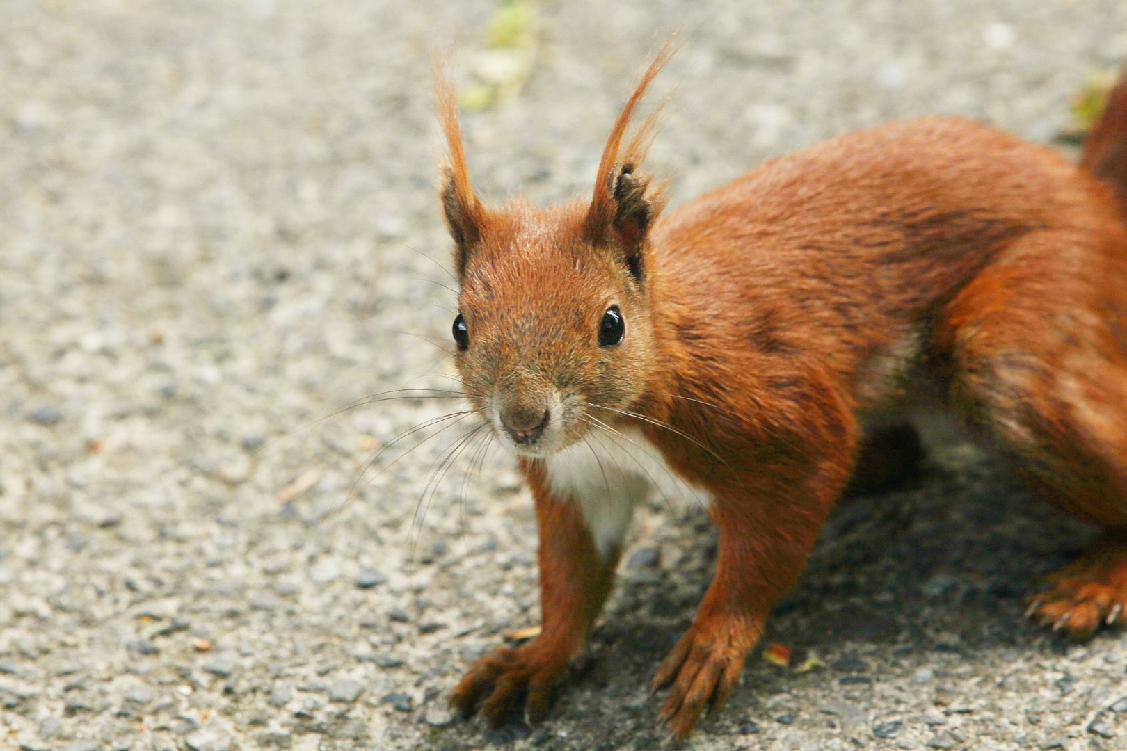 Red Squirrel - Berlin, Germany