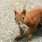 Red Squirrel - Berlin, Germany