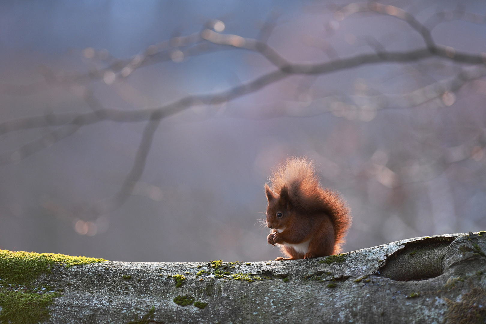 Red Squirrel 