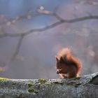 Red Squirrel 