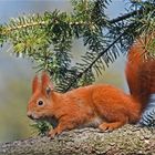 Red squirrel