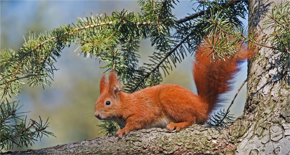 Red squirrel