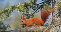 Red squirrel