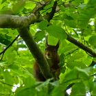 Red Squirrel