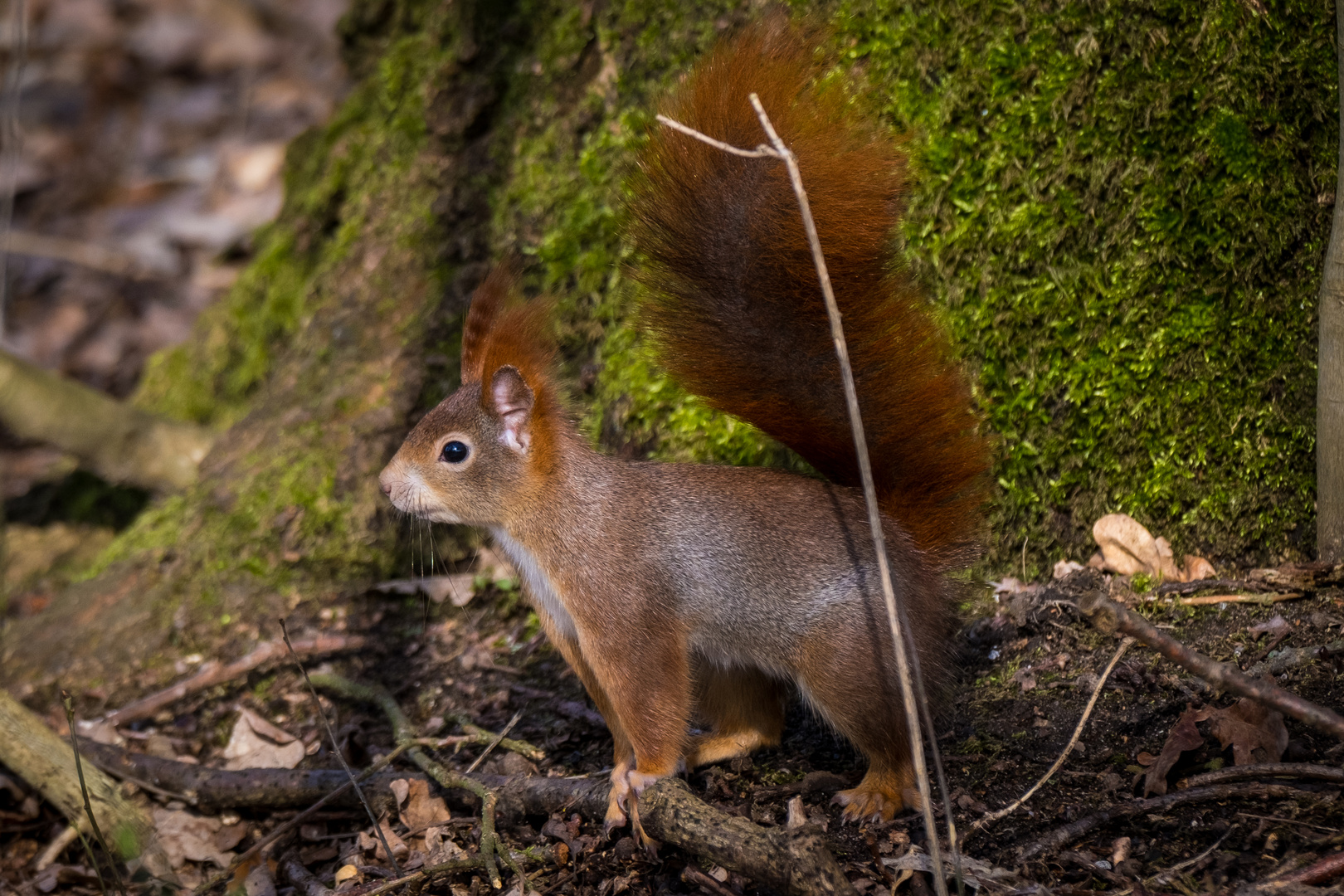 Red Squirrel