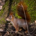 Red Squirrel