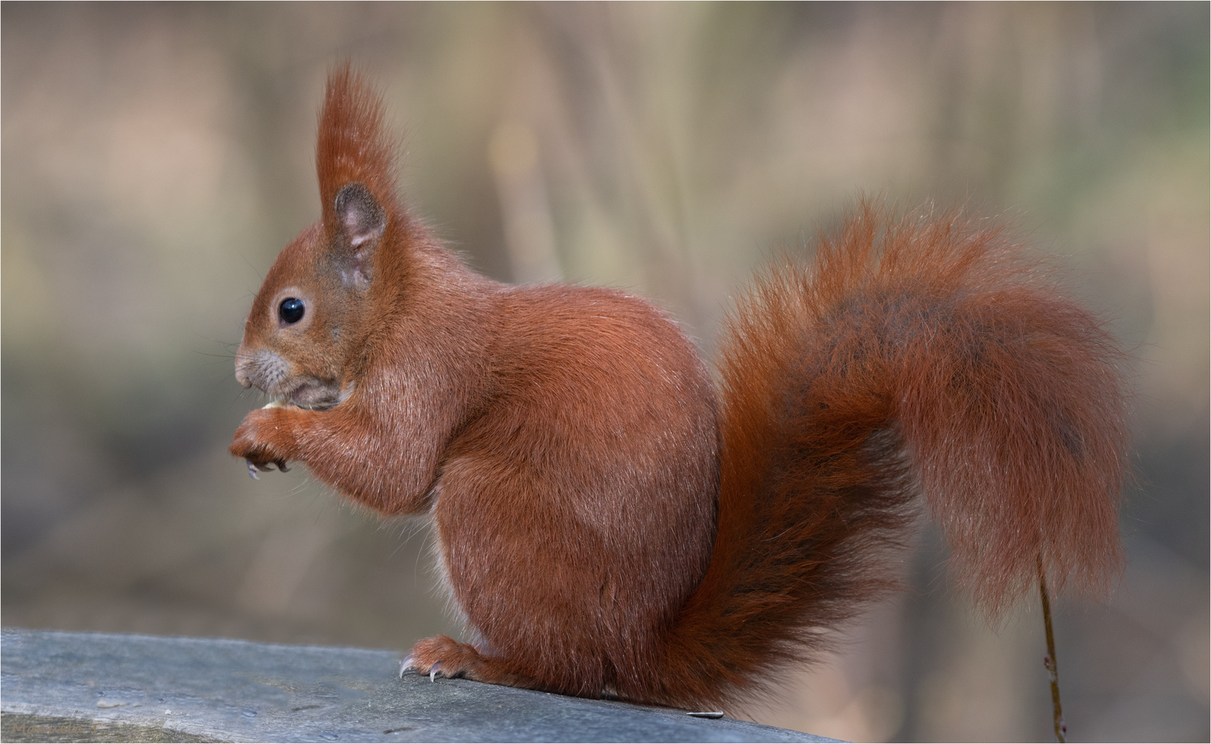 Red squirrel