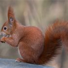 Red squirrel