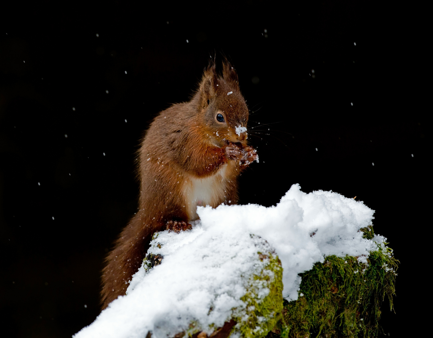 red squirrel