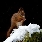 red squirrel