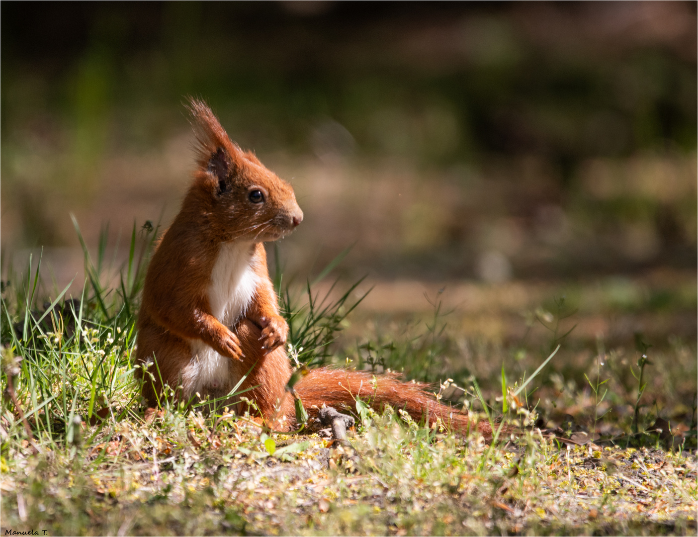 Red squirrel