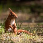 Red squirrel