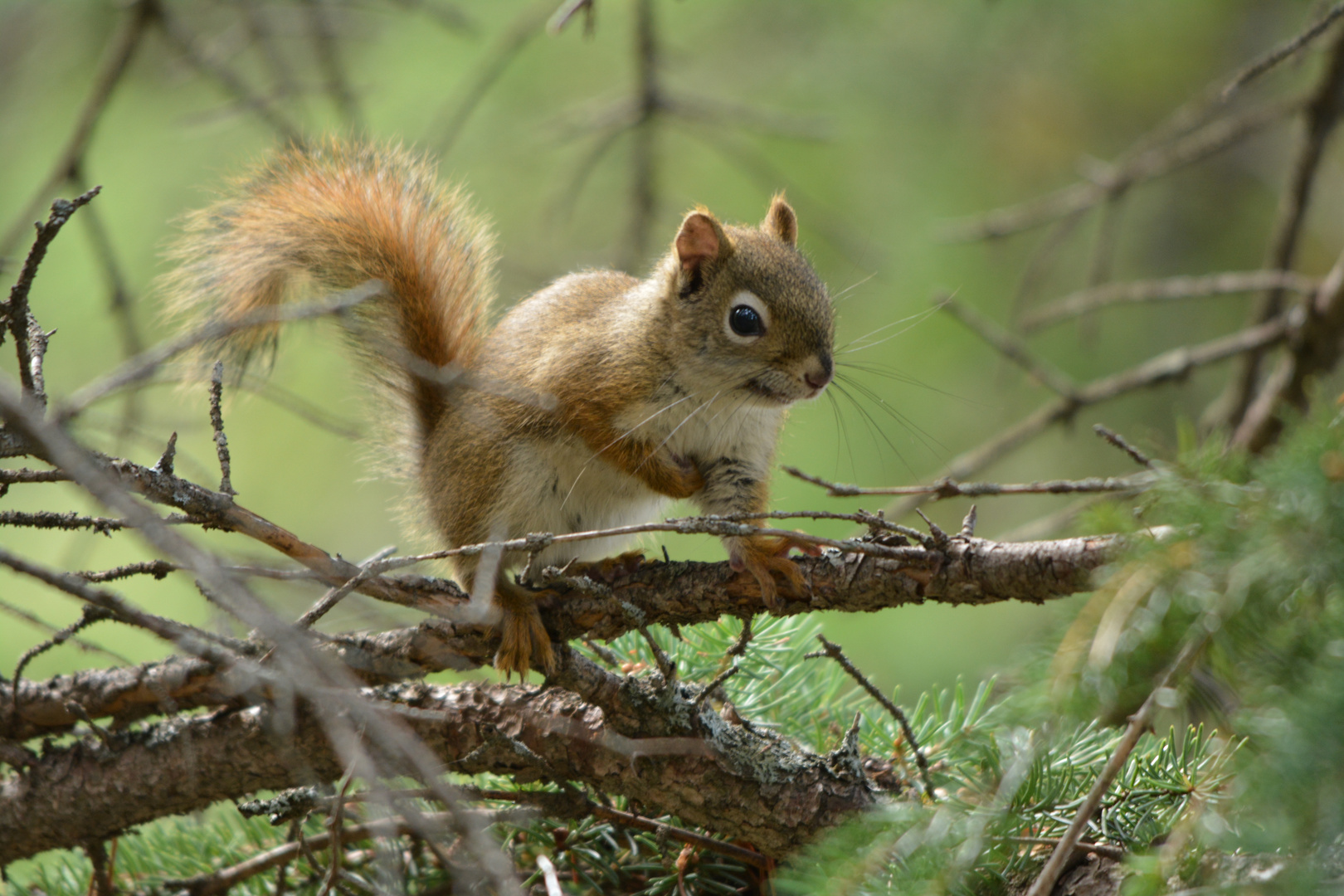 Red Squirrel