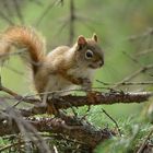 Red Squirrel