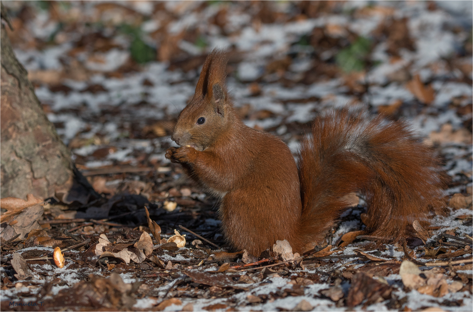 Red squirrel in winter photo & image animals, wildlife, mammals