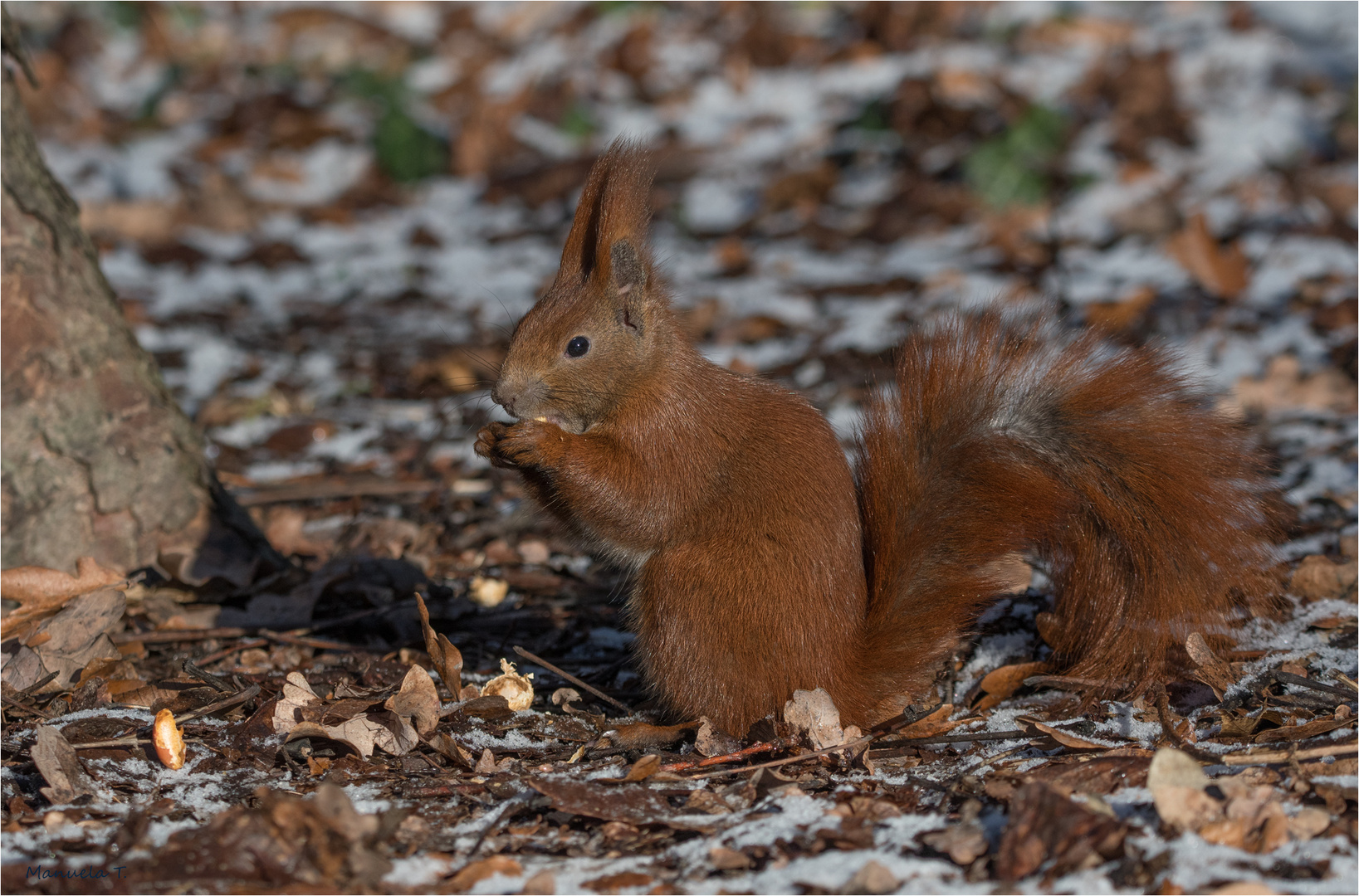  Red squirrel in winter