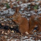  Red squirrel in winter