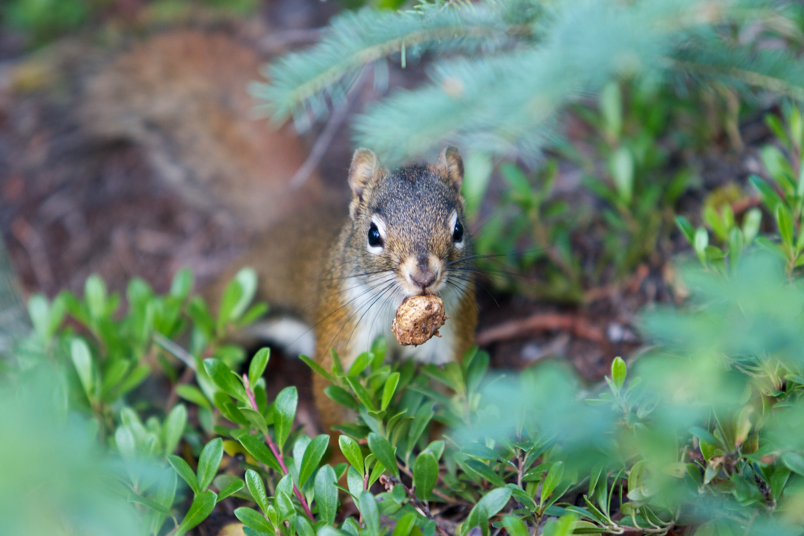 Red Squirrel - jasper NP AL Canada