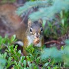 Red Squirrel - jasper NP AL Canada