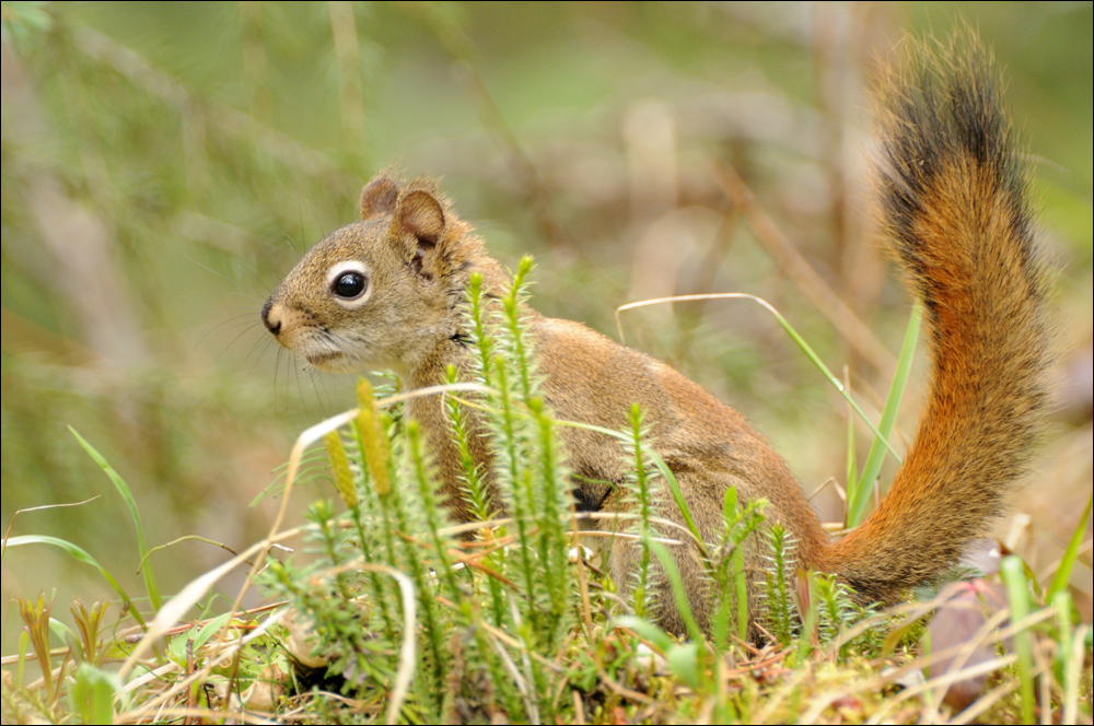 Red Squirrel - Kanada