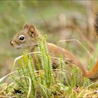 Red Squirrel - Kanada